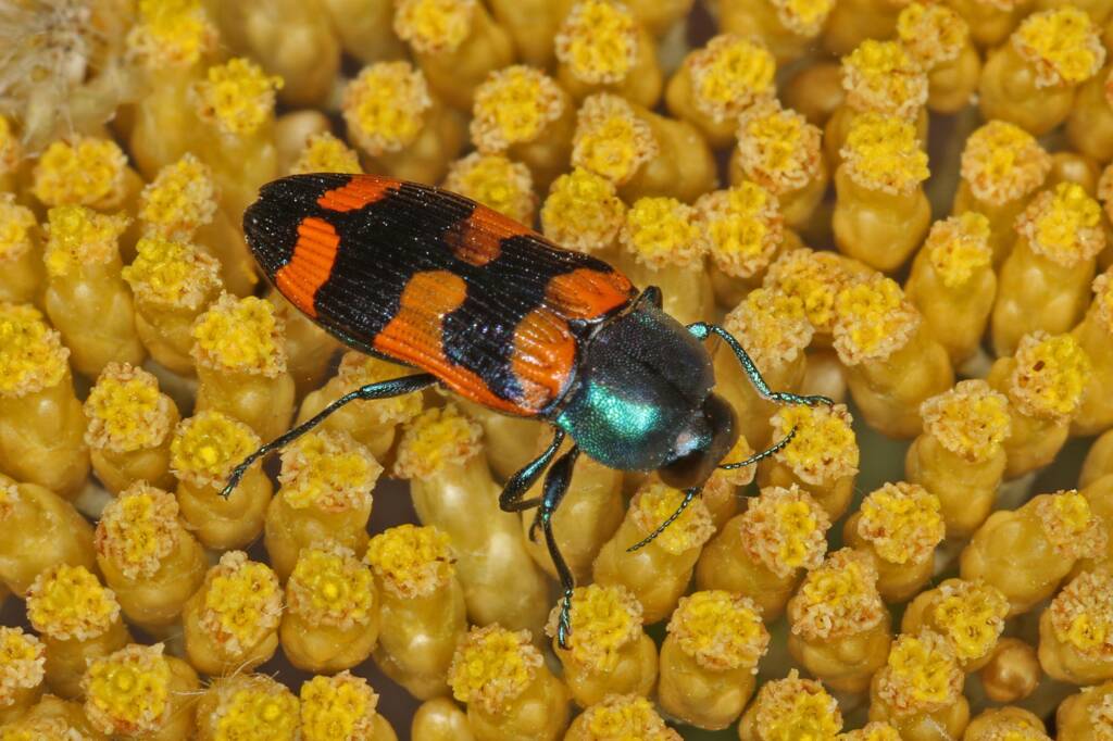 Castiarina livida on on Ozothamnus obcordatus, Amiens QLD © Marc Newman
