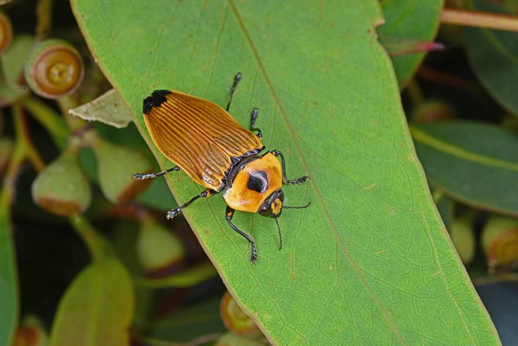 Castiarina maculicollis, Goonoo Goonoo NSW, (specimen found by Robert Richardson) © Allen Sundholm