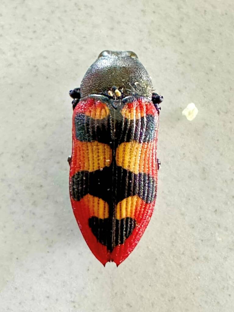Castiarina marginata, South West WA © Mark Hanlon