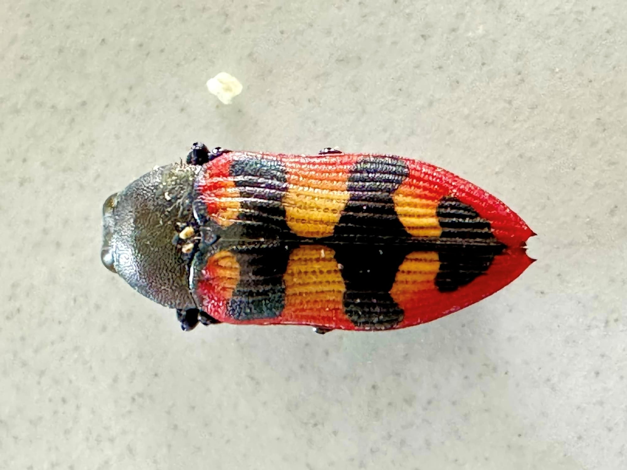 Castiarina marginata, South West WA © Mark Hanlon