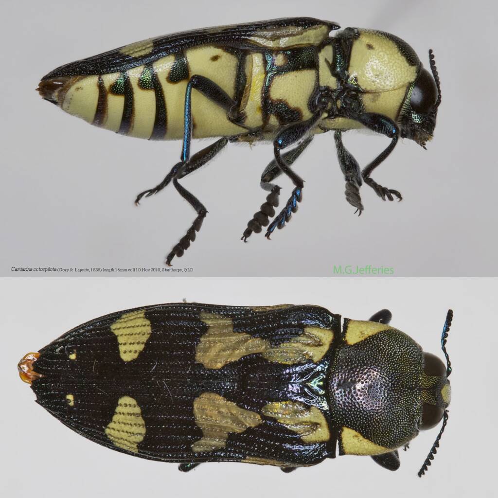 Castiarina octospilota, Girraween NP QLD © Michael Jefferies