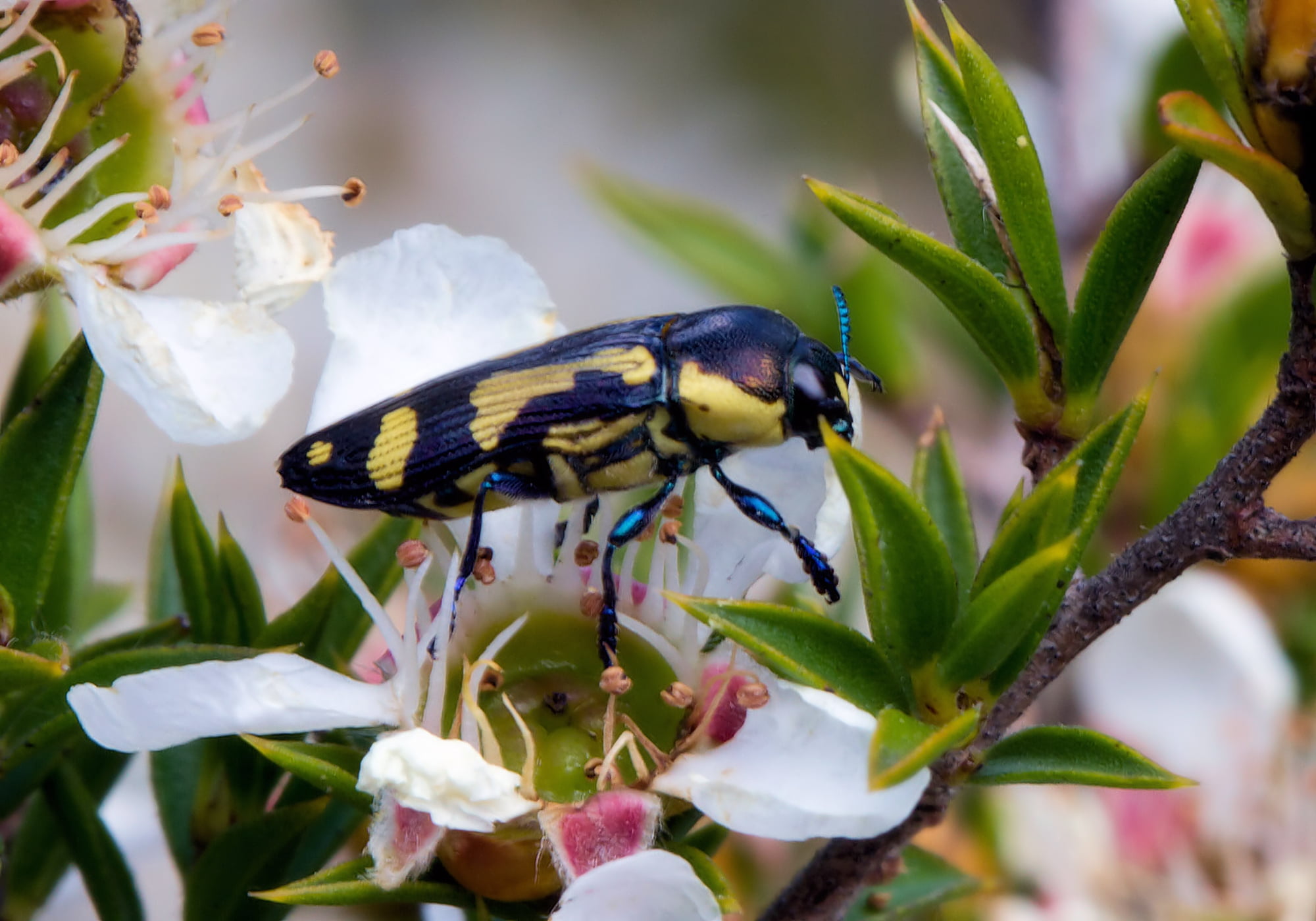 Castiarina octospilota, Girraween QLD © Michael Jefferies