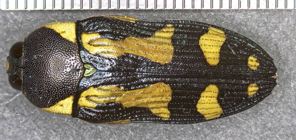 Castiarina octospilota, Girraween NP QLD © Michael Jefferies