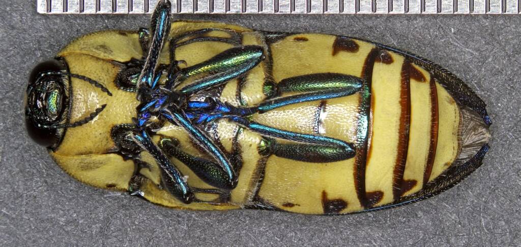 Castiarina octospilota, Girraween NP QLD © Michael Jefferies