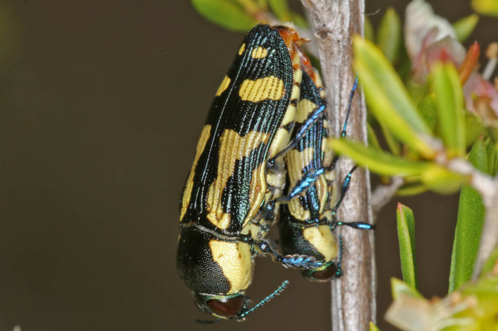 Castiarina octospilota, Greenlands QLD © Marc Newman