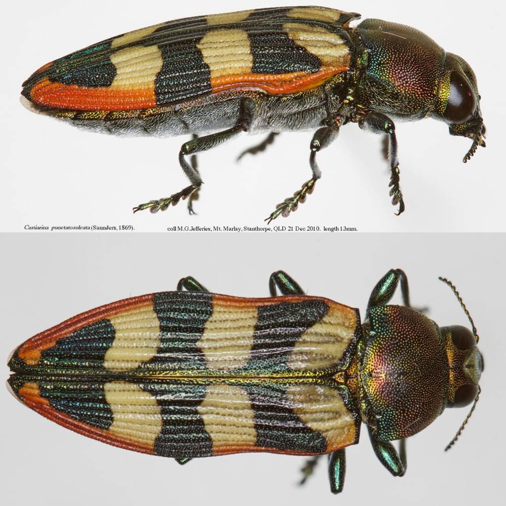 Castiarina punctatosulcata, Dalcouth QLD © Michael Jefferies