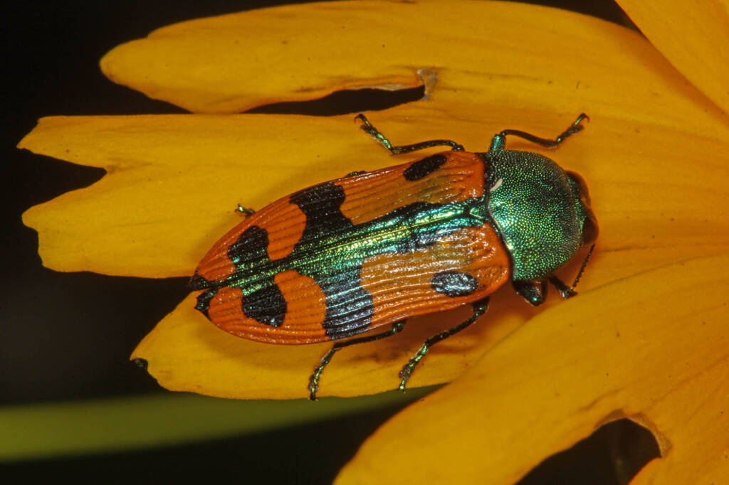 Castiarina scalaris (Jewel Beetle) on Coryopsis, Ballandean QLD © Marc Newman
