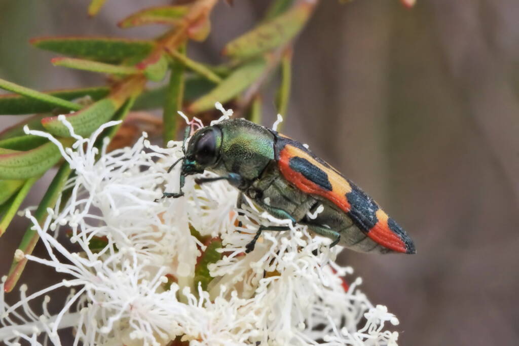 Castiarina sexplagiata, QLD © Michael Jefferies