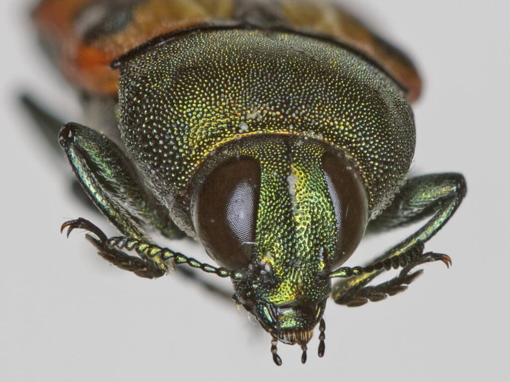 Castiarina sexplagiata, Stanthorpe QLD © Michael Jefferies