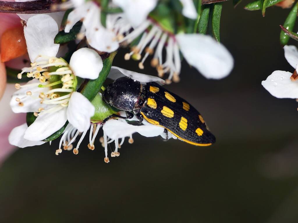 Castiarina xanthopilosa, Belair SA © Marianne Broug