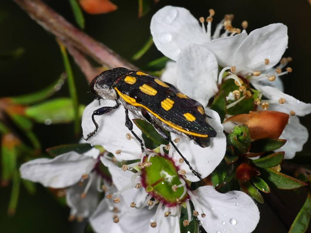 Castiarina xanthopilosa, Belair SA © Marianne Broug