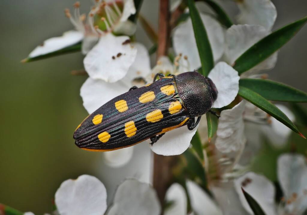 Castiarina xanthopilosa, Crafers-Bridgewater SA © Marianne Broug