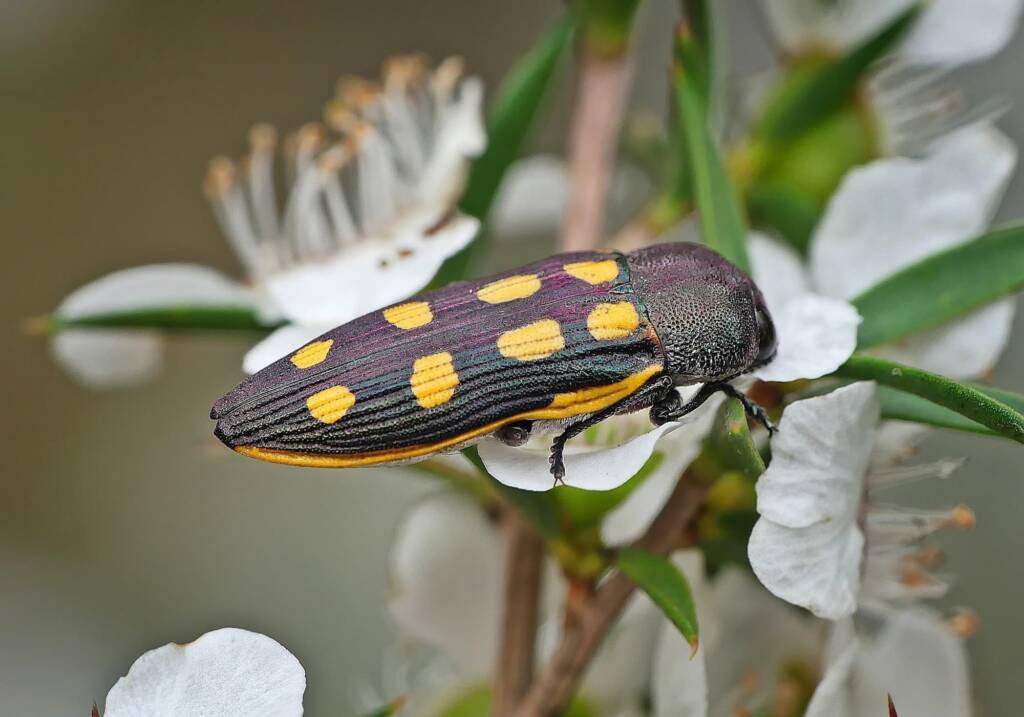 Castiarina xanthopilosa, Crafers-Bridgewater SA © Marianne Broug