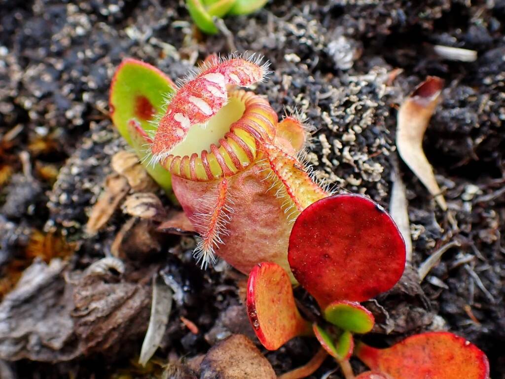 Cephalotus follicularis (Western Australian Pitcher Plant), Great Southern Region WA © Terry Dunham