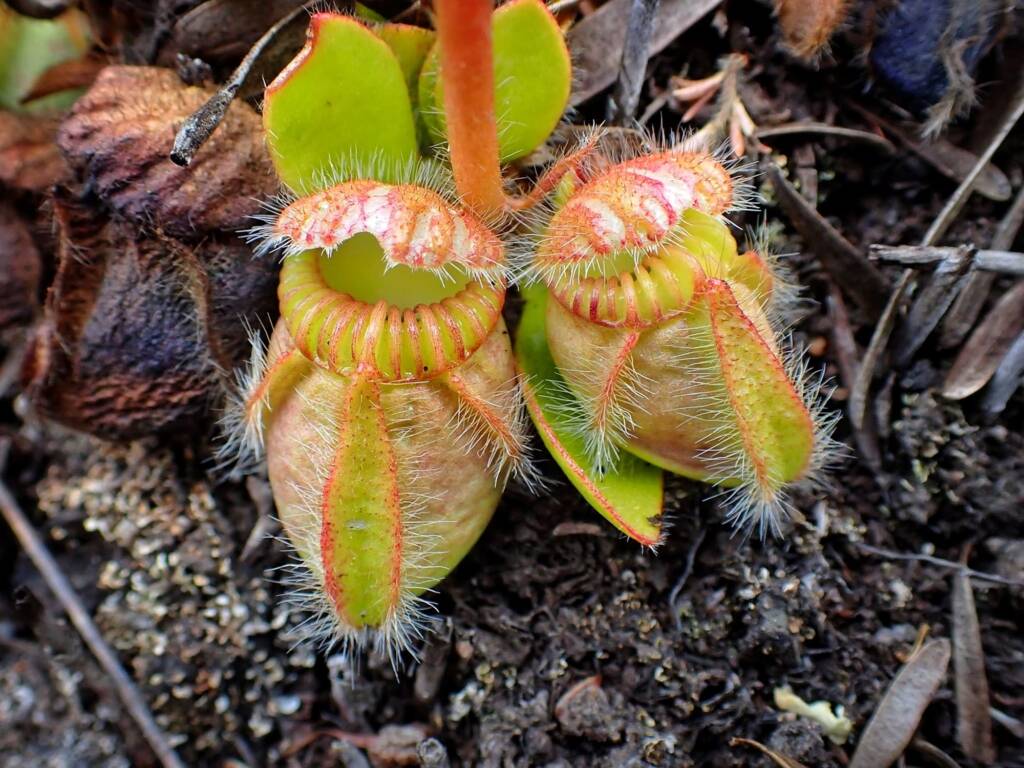 Cephalotus follicularis (Western Australian Pitcher Plant), Great Southern Region WA © Terry Dunham