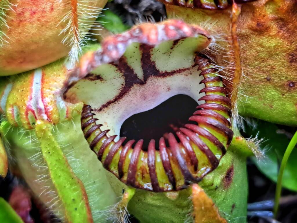 Cephalotus follicularis (Western Australian Pitcher Plant), Great Southern Region WA © Terry Dunham