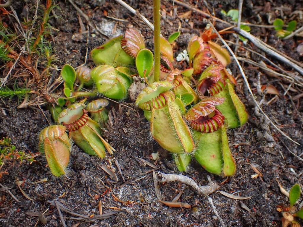 Cephalotus follicularis (Western Australian Pitcher Plant), Great Southern Region WA © Terry Dunham