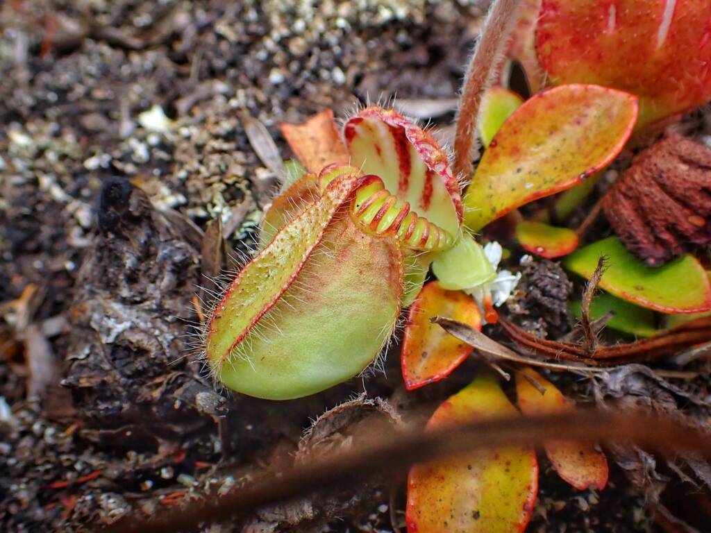 Cephalotus follicularis (Western Australian Pitcher Plant), Great Southern Region WA © Terry Dunham