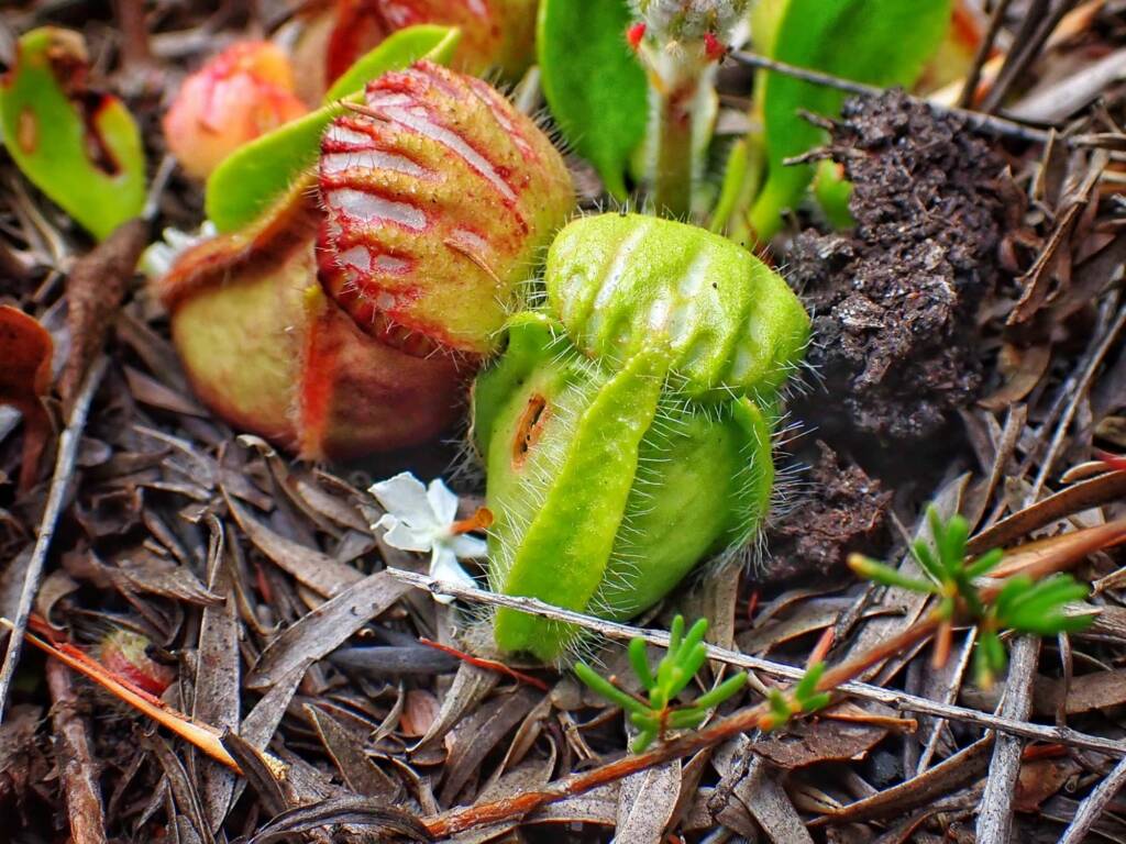Cephalotus follicularis (Western Australian Pitcher Plant), Great Southern Region WA © Terry Dunham
