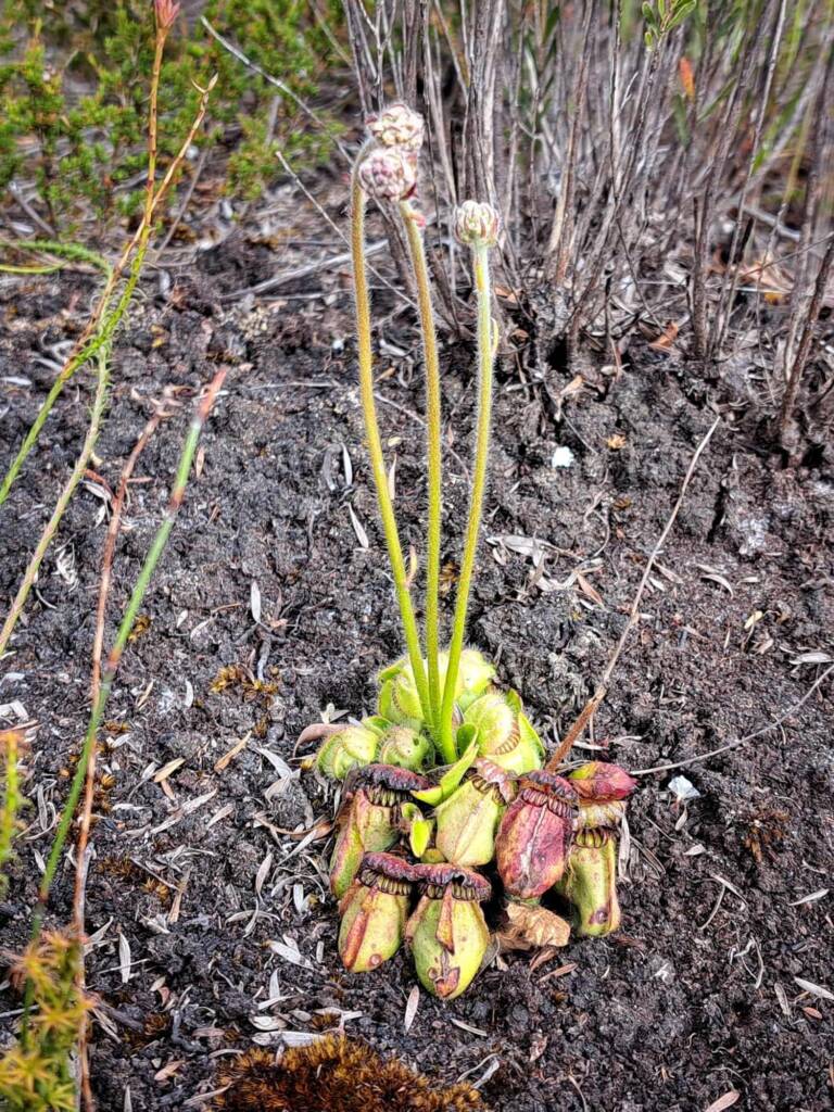 Cephalotus follicularis (Western Australian Pitcher Plant), Great Southern Region WA © Terry Dunham
