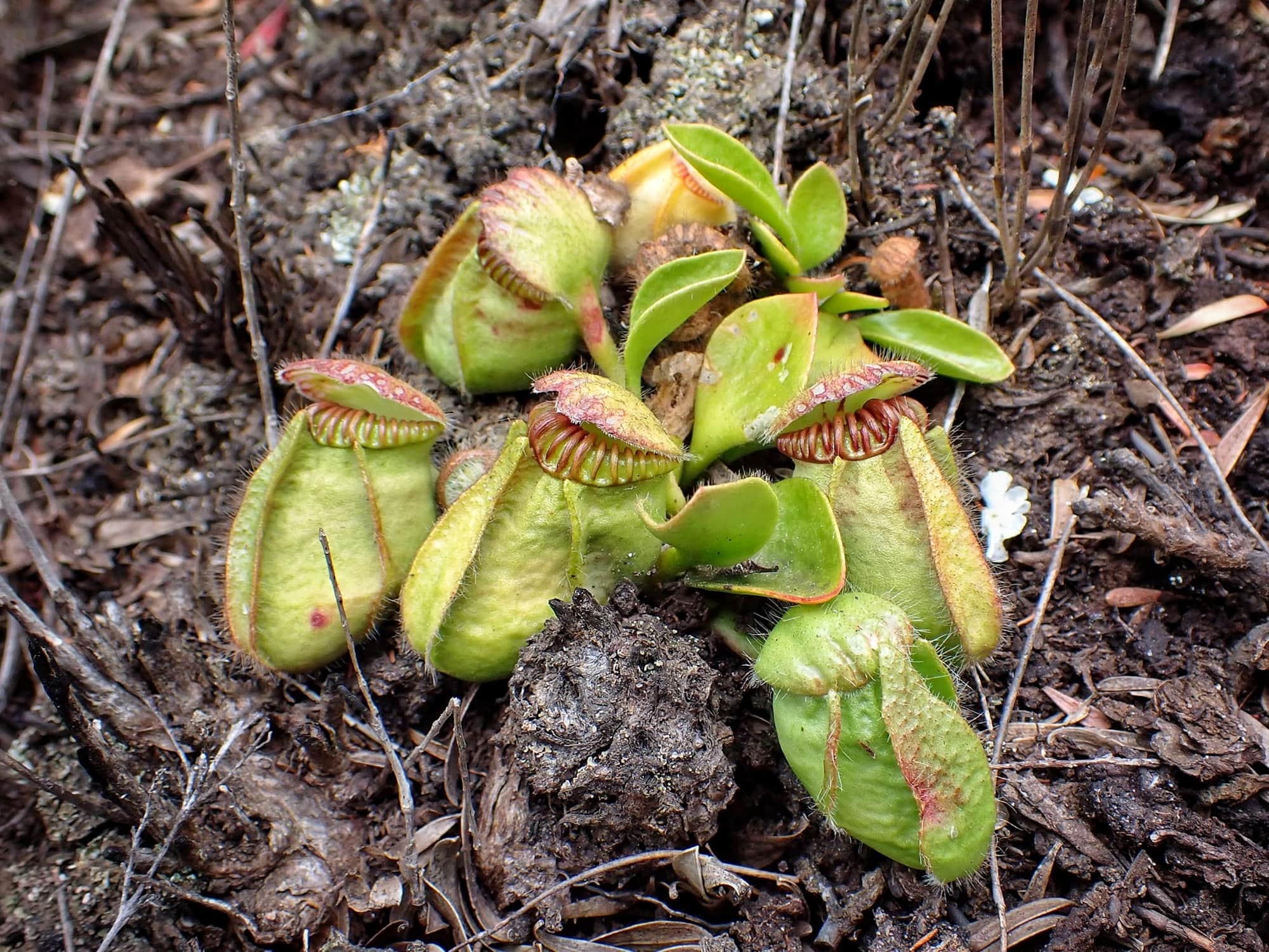 Cephalotus follicularis (Western Australian Pitcher Plant), Great Southern Region WA © Terry Dunham