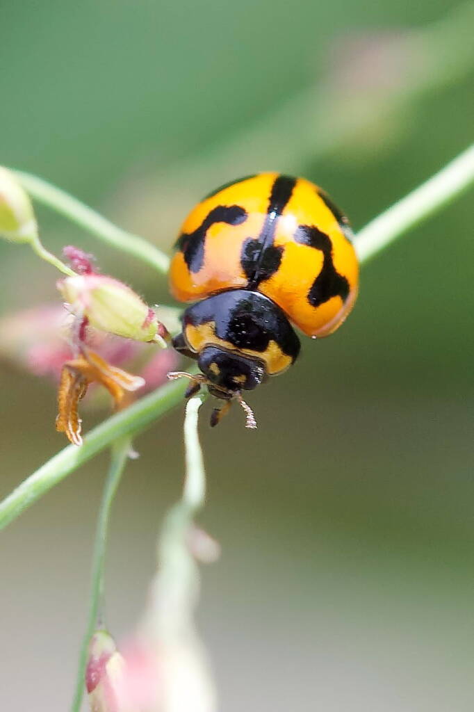 Coccinella transversalis, Roma QLD © Dianne Bickers