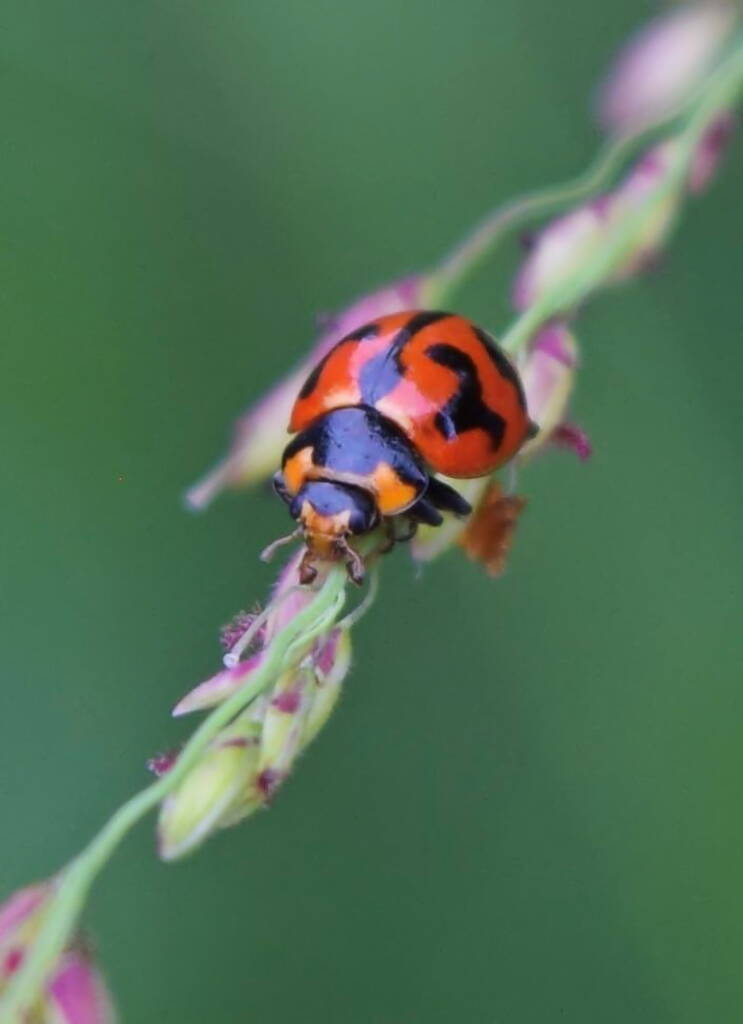 Coccinella transversalis, Roma QLD © Dianne Bickers