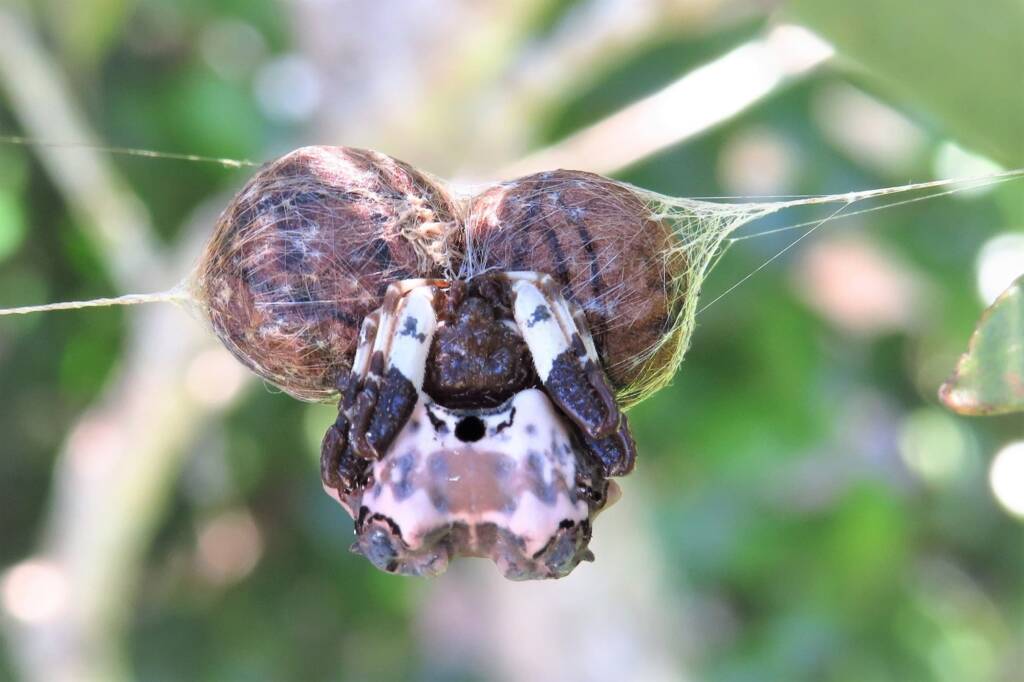 Common Bird-dropping Spider (Celaenia excavata), Wallaga Lake NSW © Deb Taylor