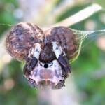 Common Bird-dropping Spider (Celaenia excavata), Wallaga Lake NSW © Deb Taylor