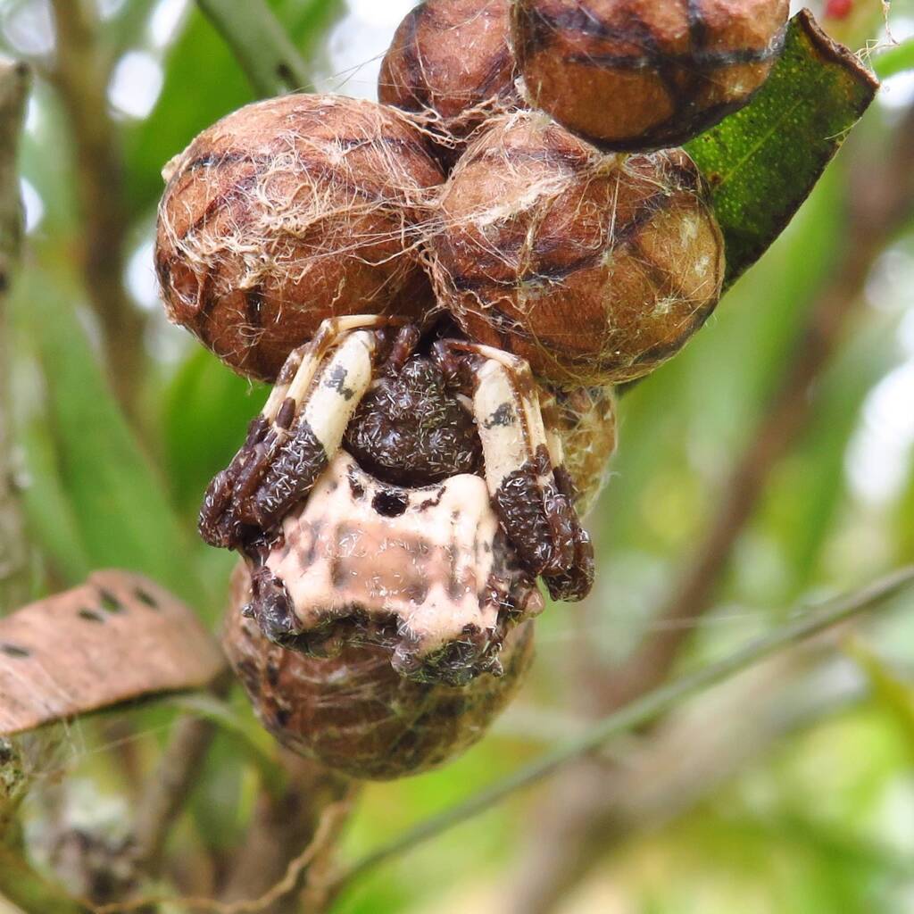 Common Bird-dropping Spider (Celaenia excavata), Wallaga Lake NSW © Deb Taylor