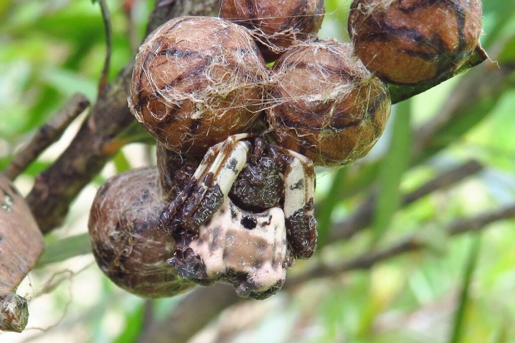 Common Bird-dropping Spider (Celaenia excavata), Wallaga Lake NSW © Deb Taylor
