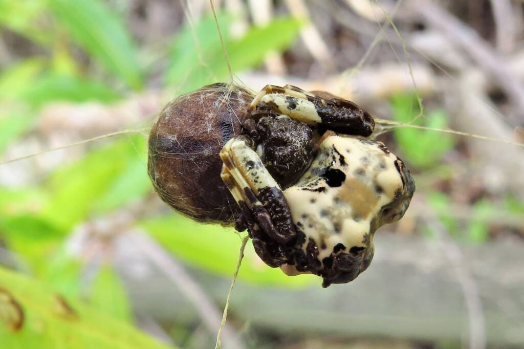 Common Bird-dropping Spider (Celaenia excavata), Wallaga Lake NSW © Deb Taylor