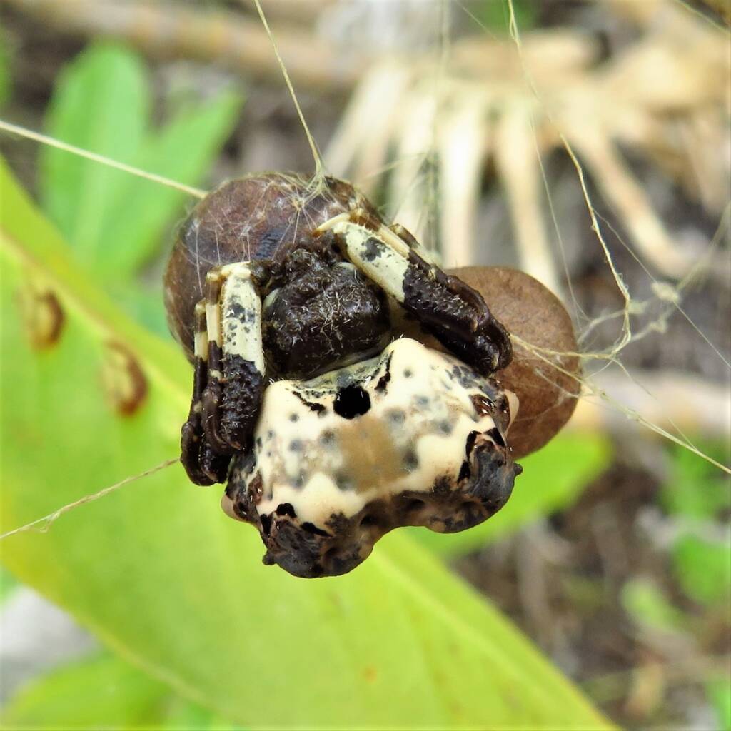 Common Bird-dropping Spider (Celaenia excavata), Wallaga Lake NSW © Deb Taylor