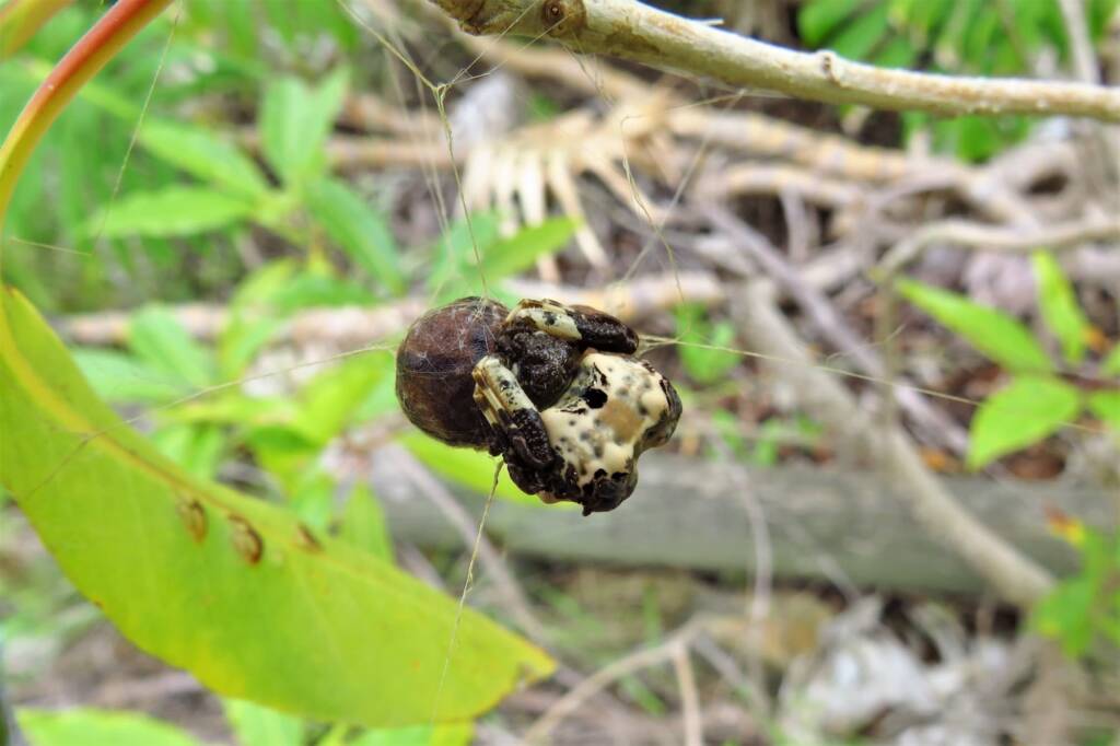 Common Bird-dropping Spider (Celaenia excavata), Wallaga Lake NSW © Deb Taylor