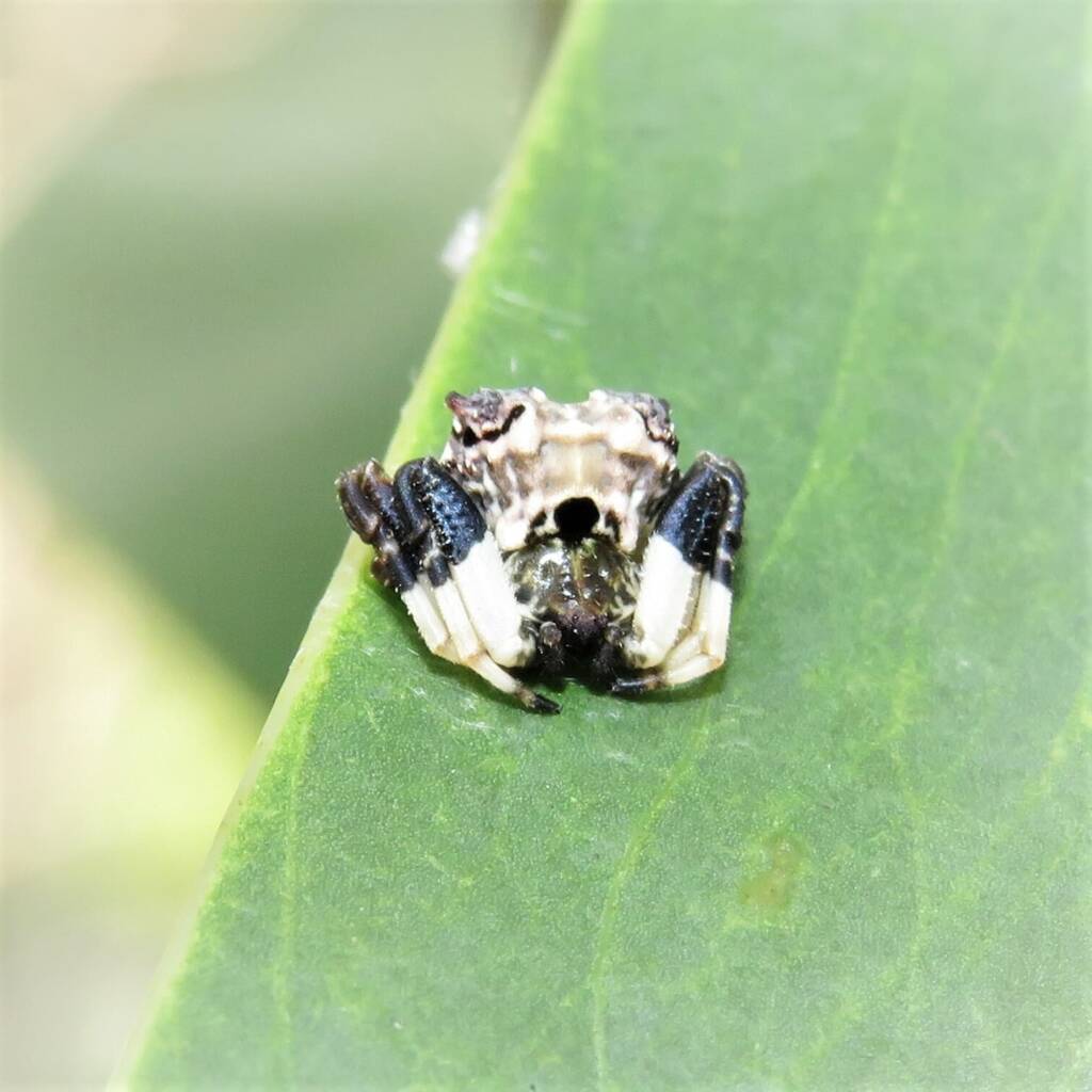 Common Bird-dropping Spider (Celaenia excavata), Bermagui NSW © Deb Taylor