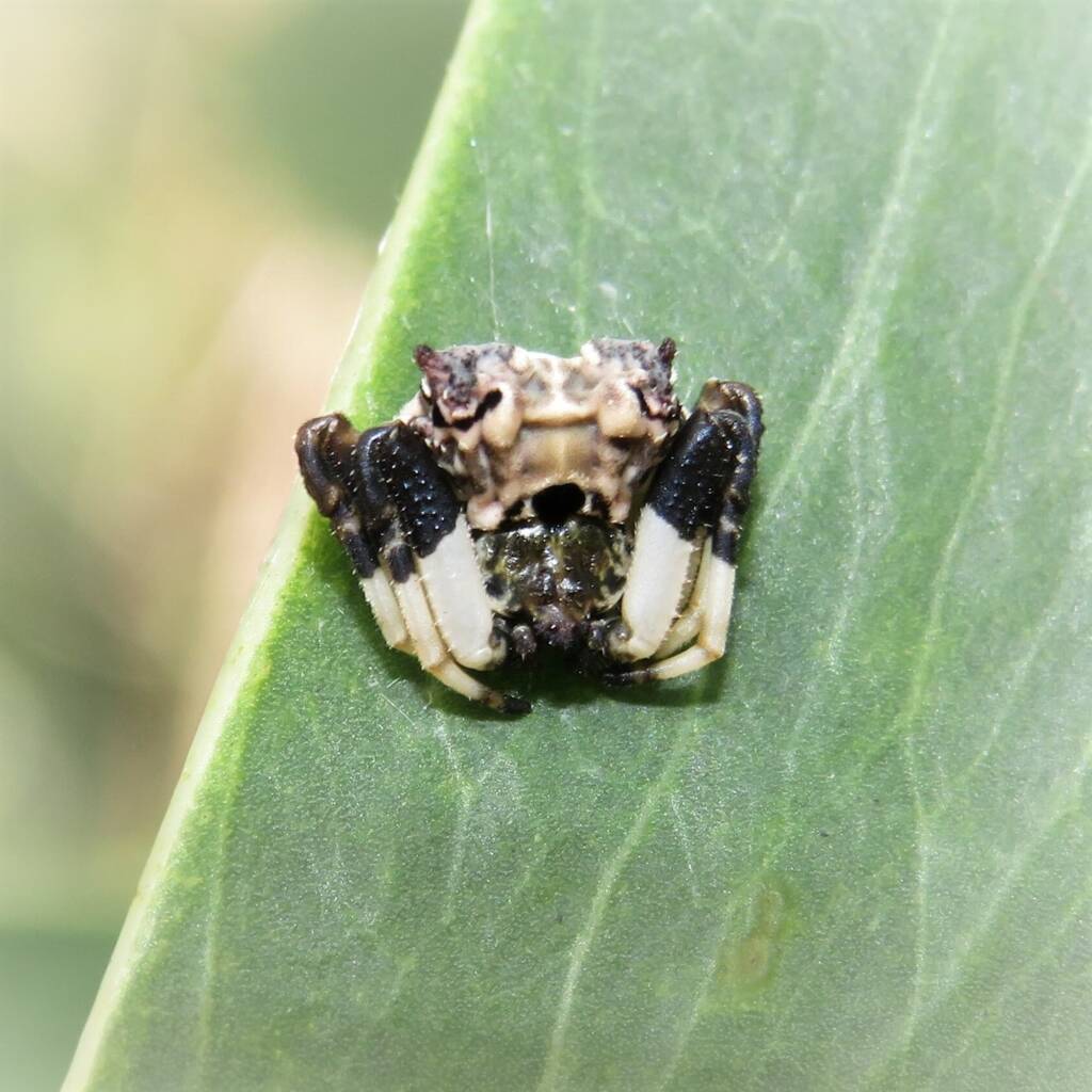 Common Bird-dropping Spider (Celaenia excavata), Bermagui NSW © Deb Taylor