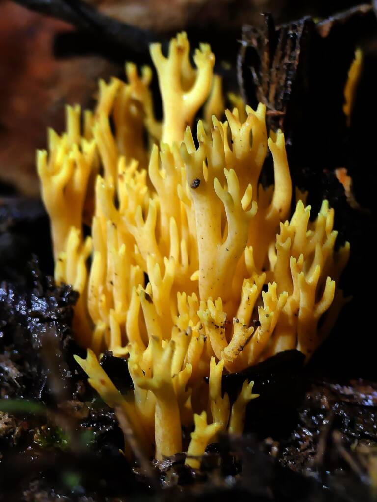 Coral Fungi (genus Ramaria), Mark Oliphant Conservation Park SA © Marianne Broug