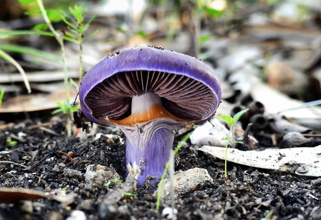 Cortinarius archeri © Marianne Broug