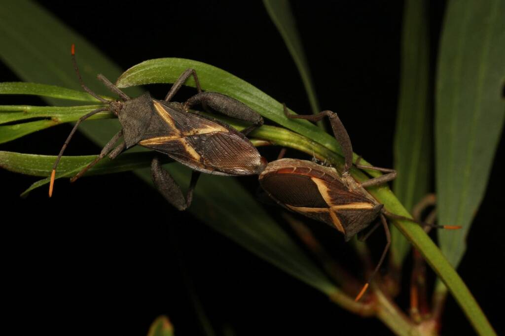 Mictis profana mating, Central Coast NSW © Peter Street