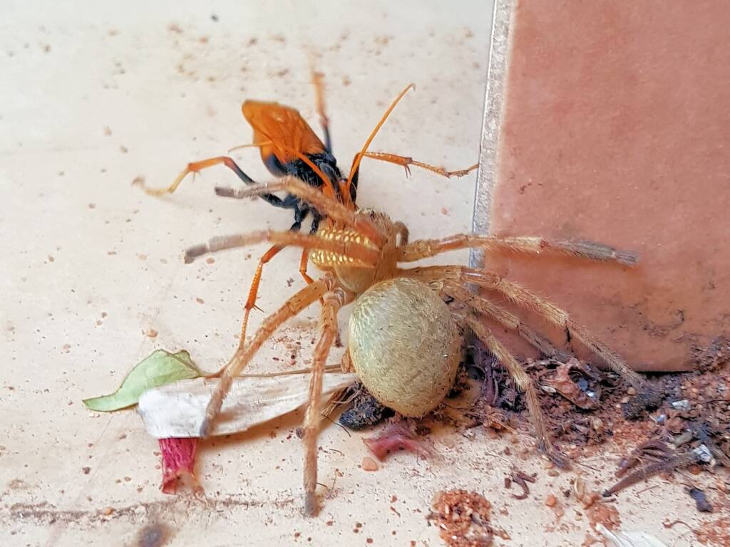 Cryptocheilus bicolor with prey (Neosparassus sp), Alice Springs NT
