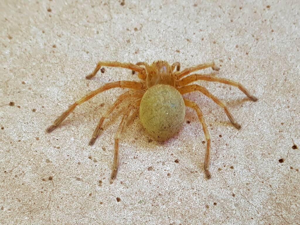 Neosparassus sp (paralysed prey of Cryptocheilus bicolor), Alice Springs NT