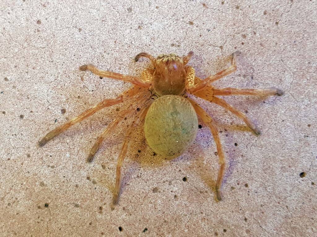 Neosparassus sp (paralysed prey of Cryptocheilus bicolor), Alice Springs NT