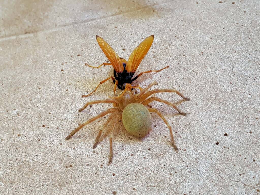 Cryptocheilus bicolor with prey (Neosparassus sp), Alice Springs NT