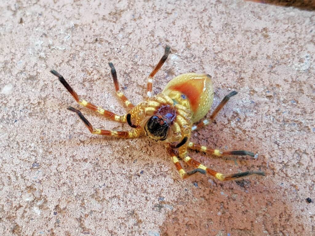 Neosparassus sp (paralysed prey of Cryptocheilus bicolor), Alice Springs NT