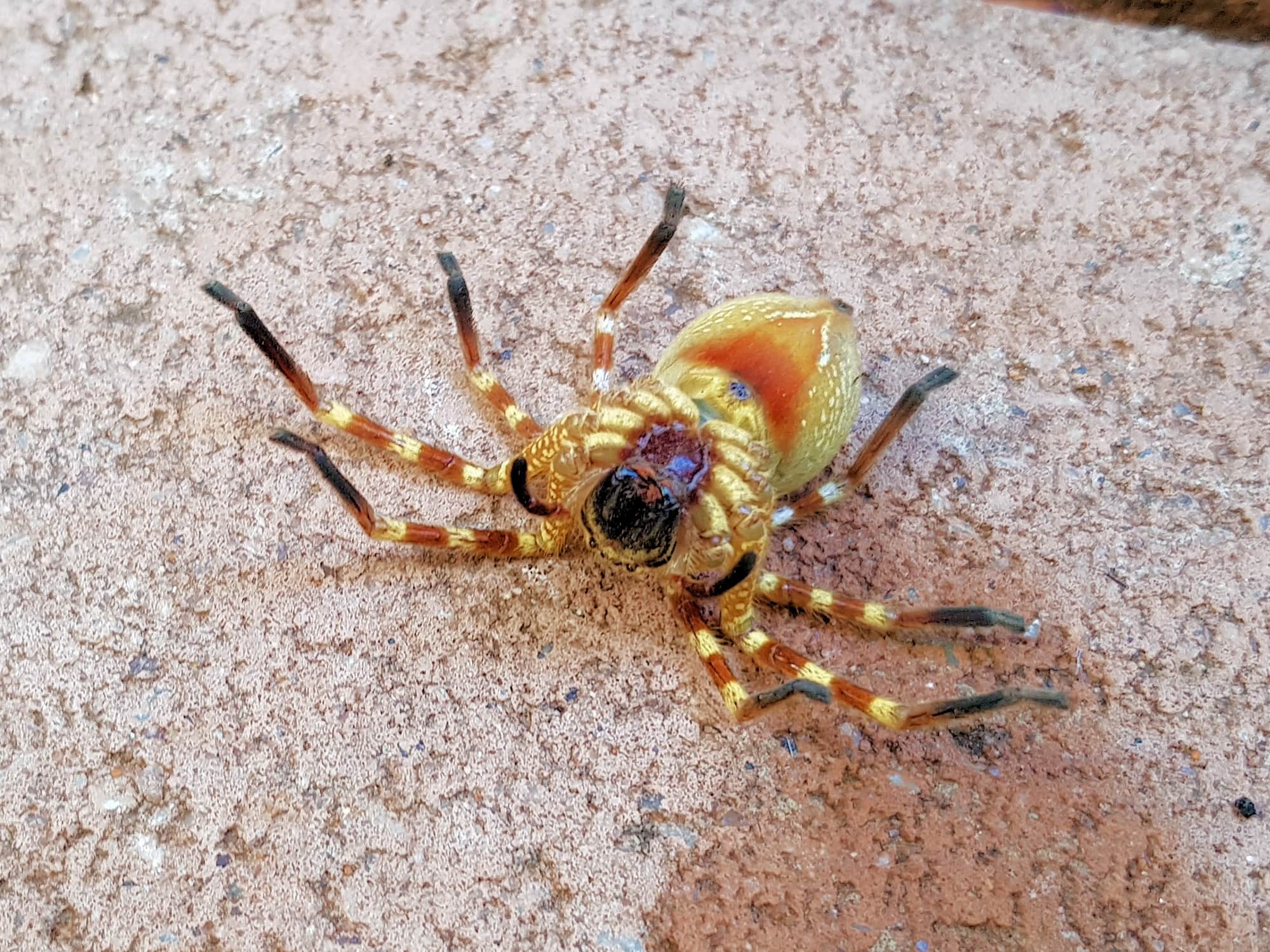 Neosparassus sp (paralysed prey of Cryptocheilus bicolor), Alice Springs NT