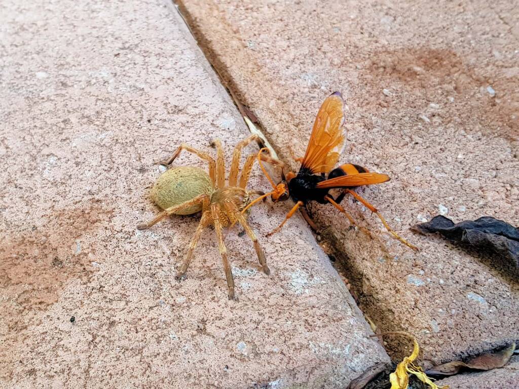 Cryptocheilus bicolor with prey (Neosparassus sp), Alice Springs NT