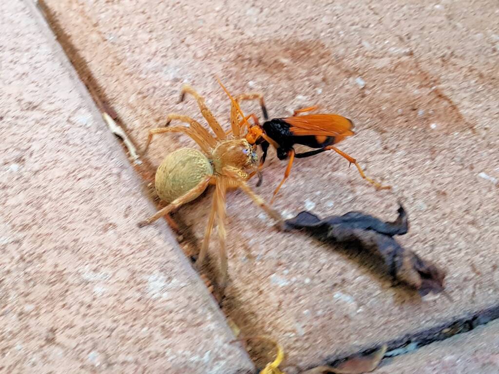 Cryptocheilus bicolor with prey (Neosparassus sp), Alice Springs NT