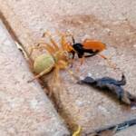 Cryptocheilus bicolor with prey (Neosparassus sp), Alice Springs NT