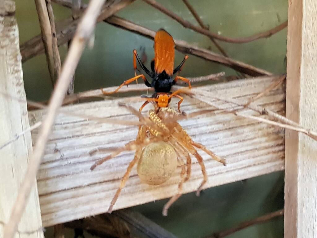 Cryptocheilus bicolor with prey (Neosparassus sp), Alice Springs NT