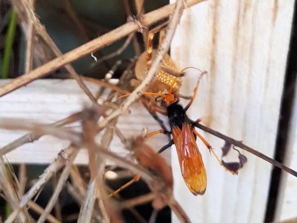 Cryptocheilus bicolor with prey (Neosparassus sp), Alice Springs NT